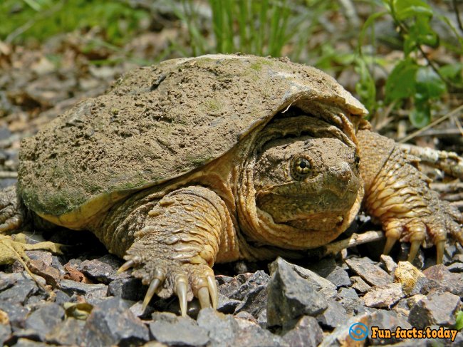 Interesting Facts About Turtles