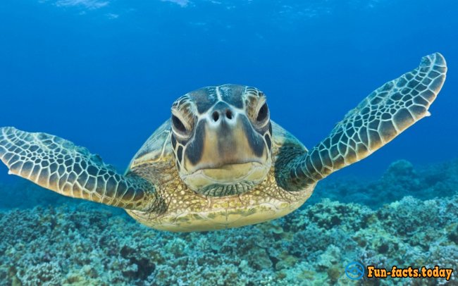 Interesting Facts About Turtles