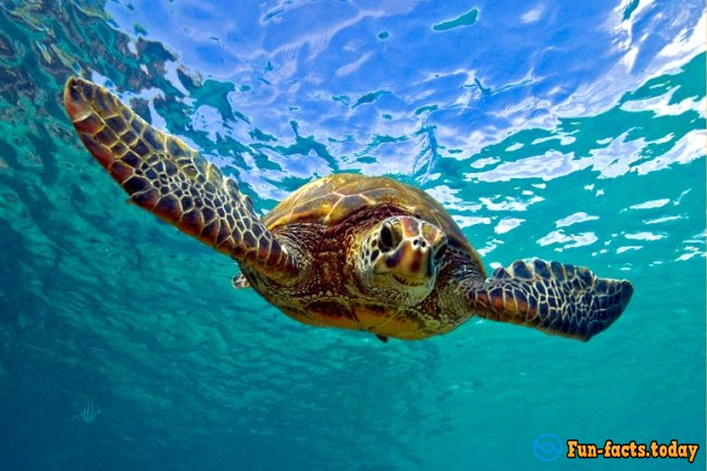 Interesting Facts About Turtles