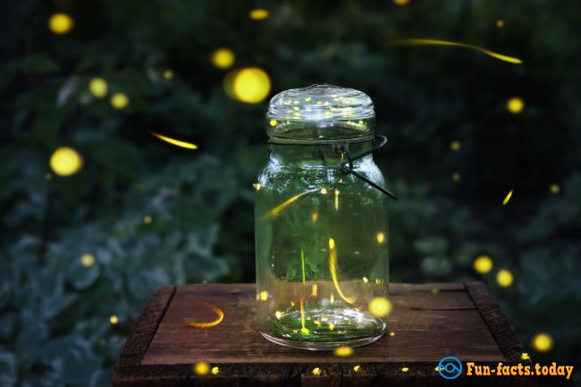 Fascinating Facts About Fireflies