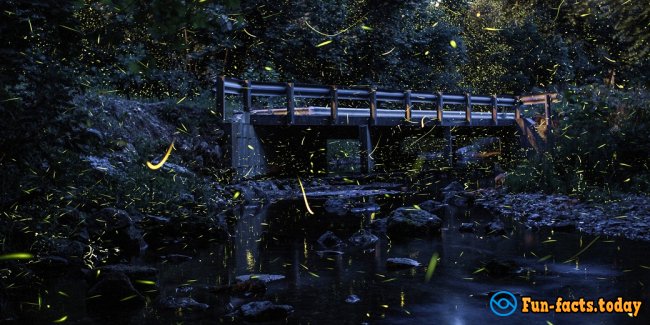 Fascinating Facts About Fireflies