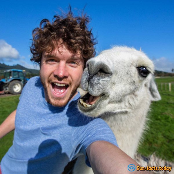 Funny Guy Makes Selfie with Animals All around the World