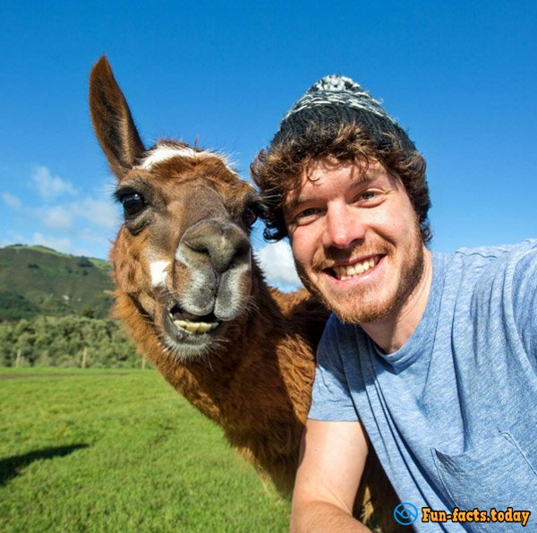 Funny Guy Makes Selfie with Animals All around the World