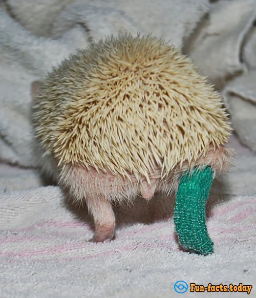 What a Cutie: Hamster with Plaster Conquered Internet