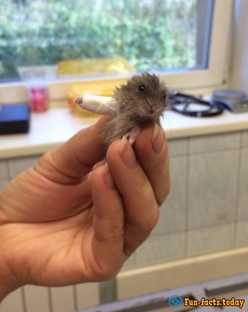 What a Cutie: Hamster with Plaster Conquered Internet