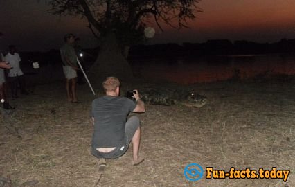 Prince Harry Rescued a Crocodile in Africa