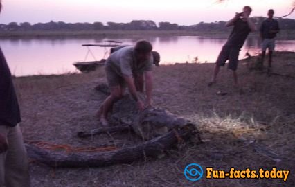 Prince Harry Rescued a Crocodile in Africa