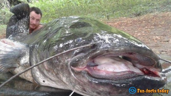 Huge Catfish was Caught From the river In France