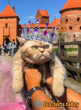 Cat's joy: Fluffy Tourist from Russia Conquers the World