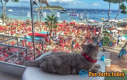 Cat's joy: Fluffy Tourist from Russia Conquers the World