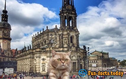 Cat's joy: Fluffy Tourist from Russia Conquers the World