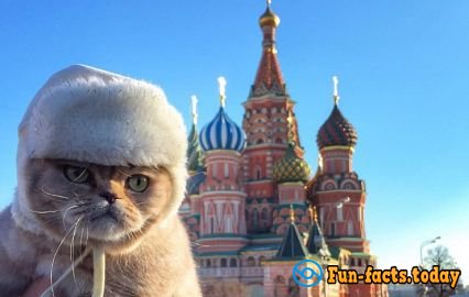 Cat's joy: Fluffy Tourist from Russia Conquers the World