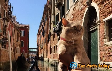 Cat's joy: Fluffy Tourist from Russia Conquers the World