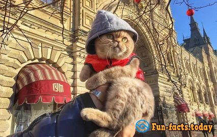 Cat's joy: Fluffy Tourist from Russia Conquers the World