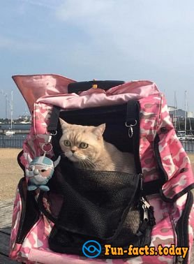 Cat's joy: Fluffy Tourist from Russia Conquers the World