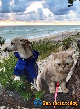 Cat's joy: Fluffy Tourist from Russia Conquers the World