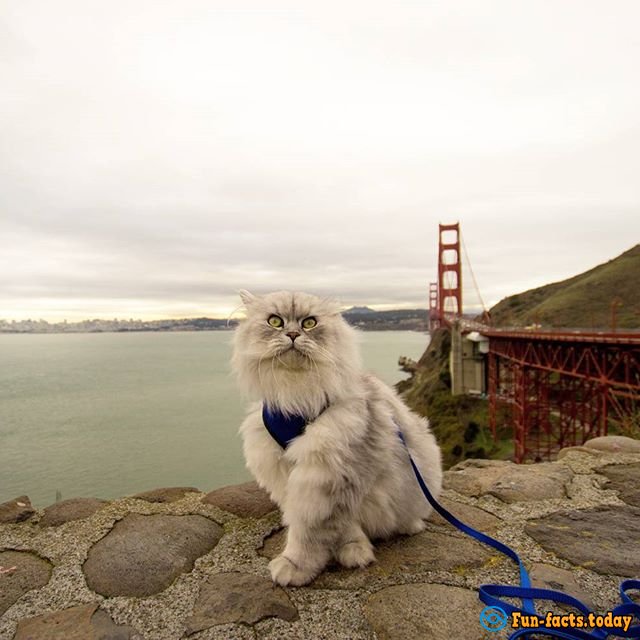 Pets Travelers and Their Amazing Adventures around the World