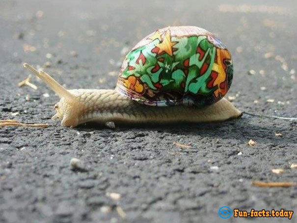 Artists Have Found An Extraordinary Way To Save Snails From Road Hazards