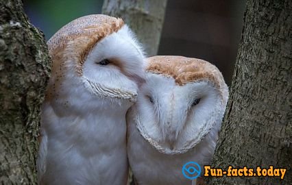 English Photographer Made a Touching Picture of Kissing Owls
