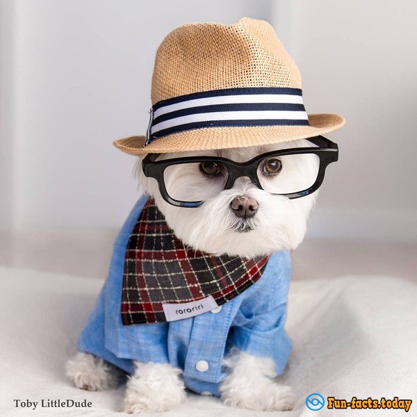 10-Year-Old Bichon Toby - The First Dog-Hipster