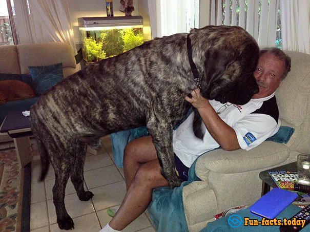Biggest Dog of Australia Thinks That He Is a Little Puppy