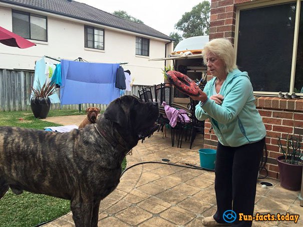 Biggest Dog of Australia Thinks That He Is a Little Puppy