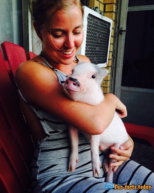 Mini-Pig, Who Considers Himself a Dog, Has Won the Hearts of the Internet Users