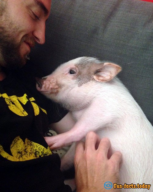 Mini-Pig, Who Considers Himself a Dog, Has Won the Hearts of the Internet Users