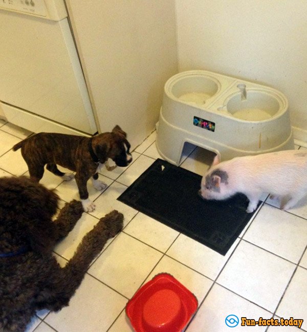 Mini-Pig, Who Considers Himself a Dog, Has Won the Hearts of the Internet Users