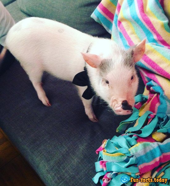 Mini-Pig, Who Considers Himself a Dog, Has Won the Hearts of the Internet Users