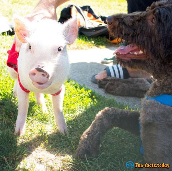 Mini-Pig, Who Considers Himself a Dog, Has Won the Hearts of the Internet Users
