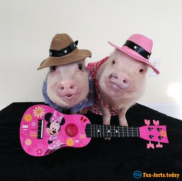 Two Piggy-Fashionistas Are the New Internet Stars