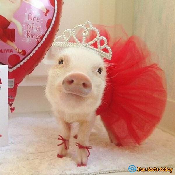 Two Piggy-Fashionistas Are the New Internet Stars