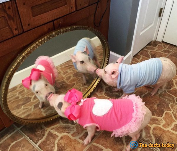 Two Piggy-Fashionistas Are the New Internet Stars