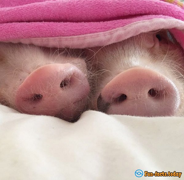 Two Piggy-Fashionistas Are the New Internet Stars