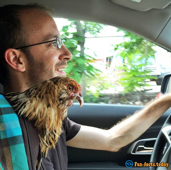 Man Saved Chicken from Certain Death and Now Traveling With Him around the World