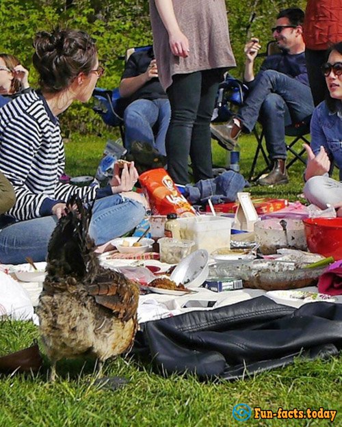 Man Saved Chicken from Certain Death and Now Traveling With Him around the World