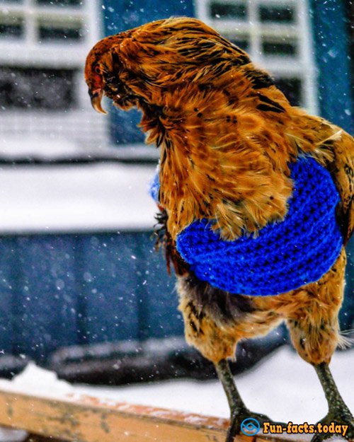 Man Saved Chicken from Certain Death and Now Traveling With Him around the World