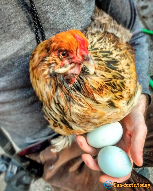 Man Saved Chicken from Certain Death and Now Traveling With Him around the World