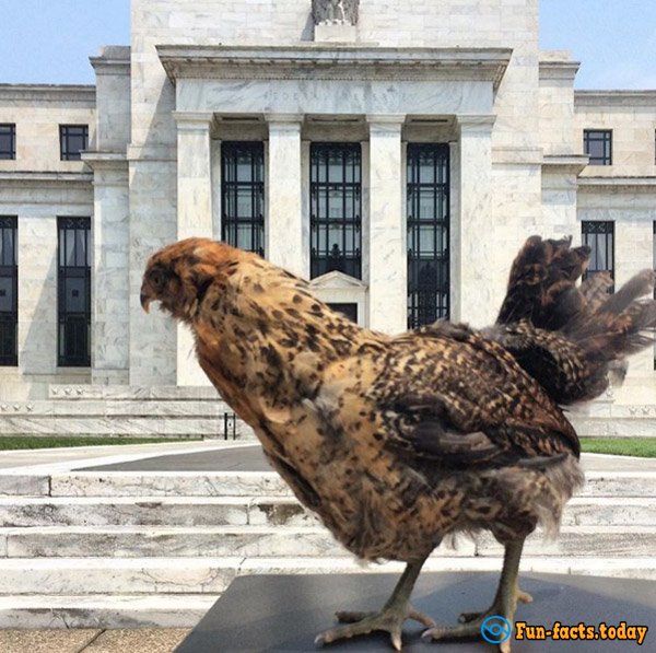 Man Saved Chicken from Certain Death and Now Traveling With Him around the World