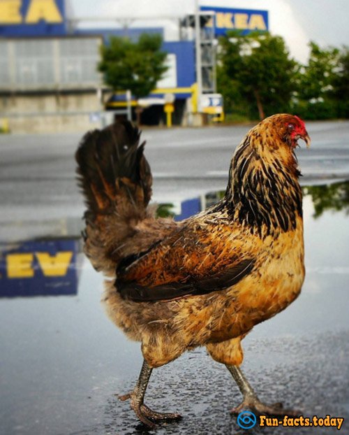 Man Saved Chicken from Certain Death and Now Traveling With Him around the World