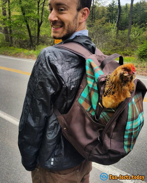 Man Saved Chicken from Certain Death and Now Traveling With Him around the World