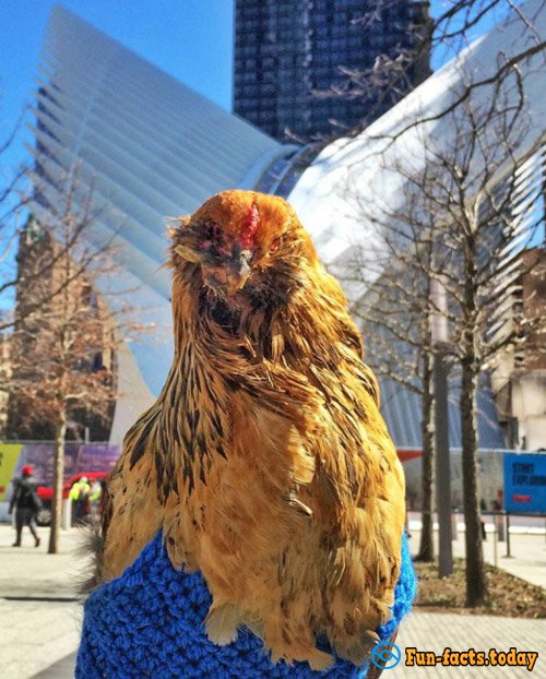 Man Saved Chicken from Certain Death and Now Traveling With Him around the World