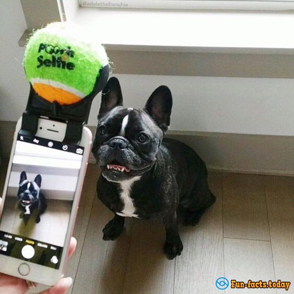 Device For Dog Selfies: Ingenious And Easy