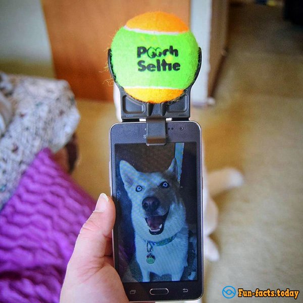 Device For Dog Selfies: Ingenious And Easy