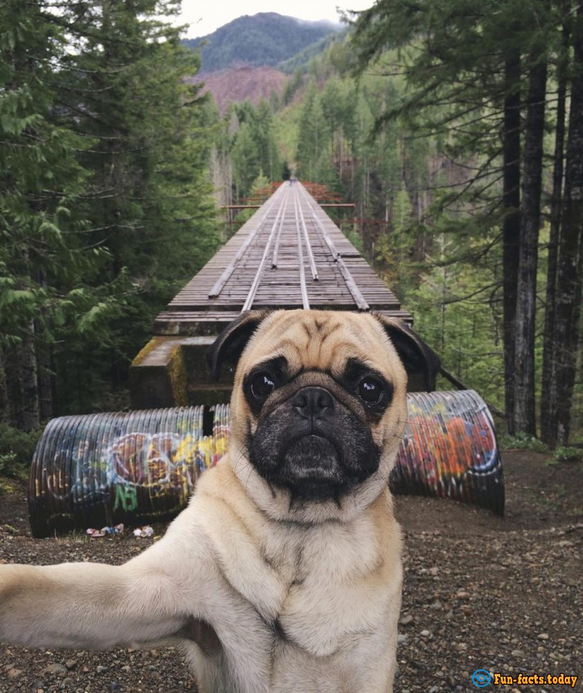 Pets Travelers and Their Amazing Adventures around the World