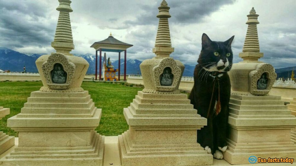 Pets Travelers and Their Amazing Adventures around the World