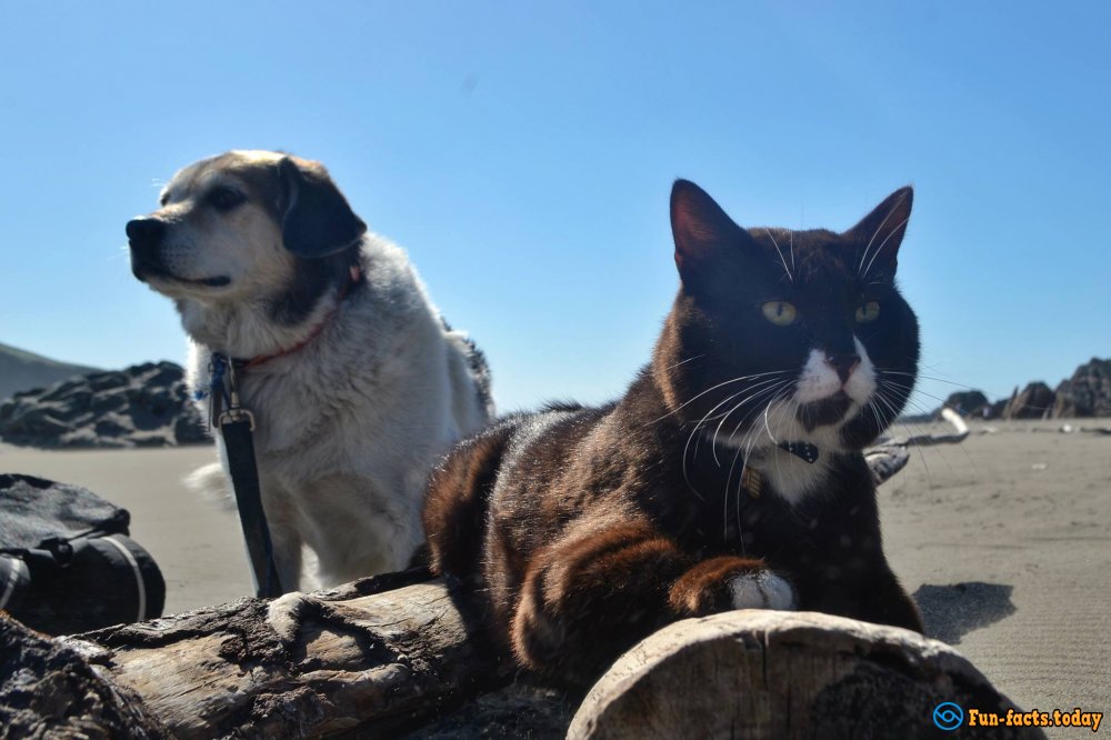 Pets Travelers and Their Amazing Adventures around the World