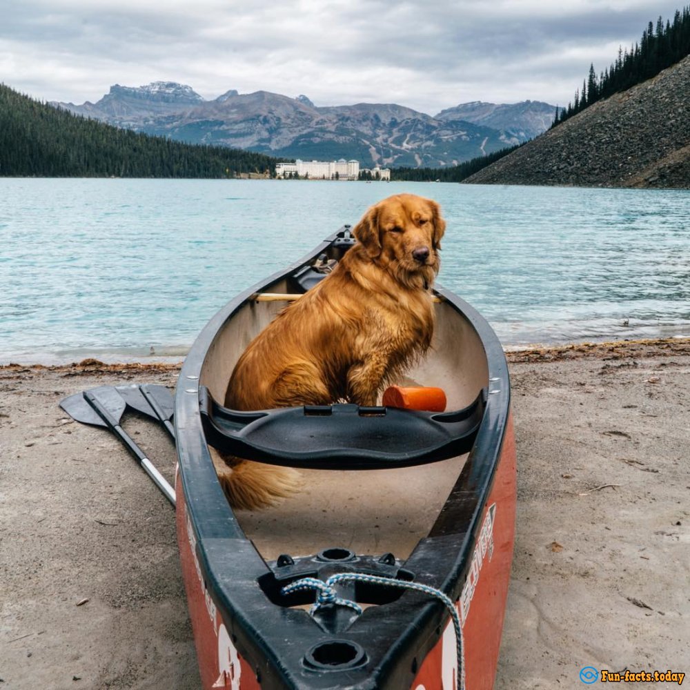 Pets Travelers and Their Amazing Adventures around the World