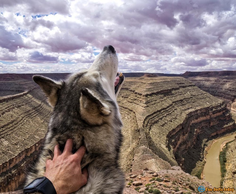 Pets Travelers and Their Amazing Adventures around the World